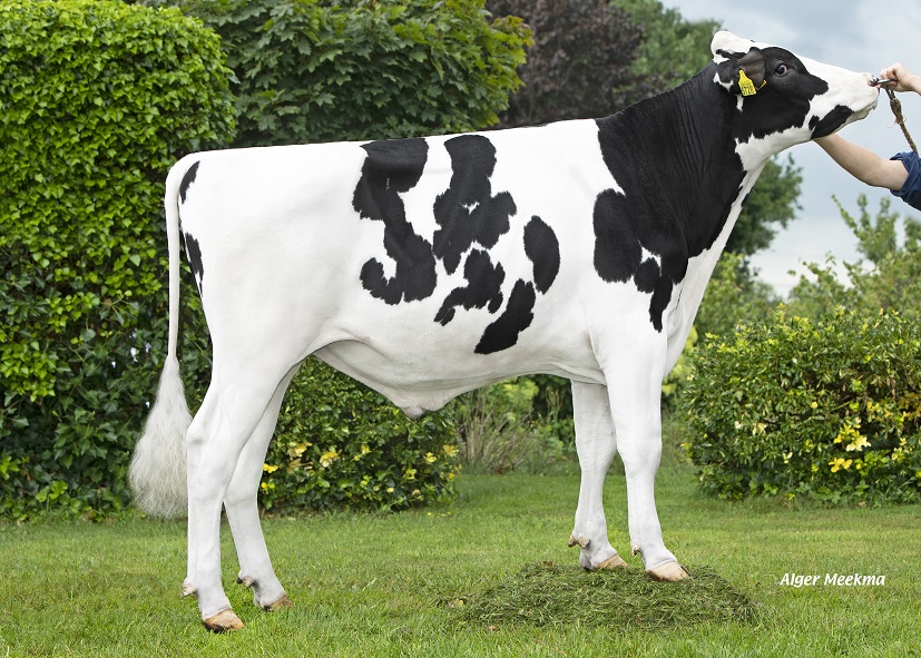 New B&W genomics testbull: NVI top from an American sire stack!