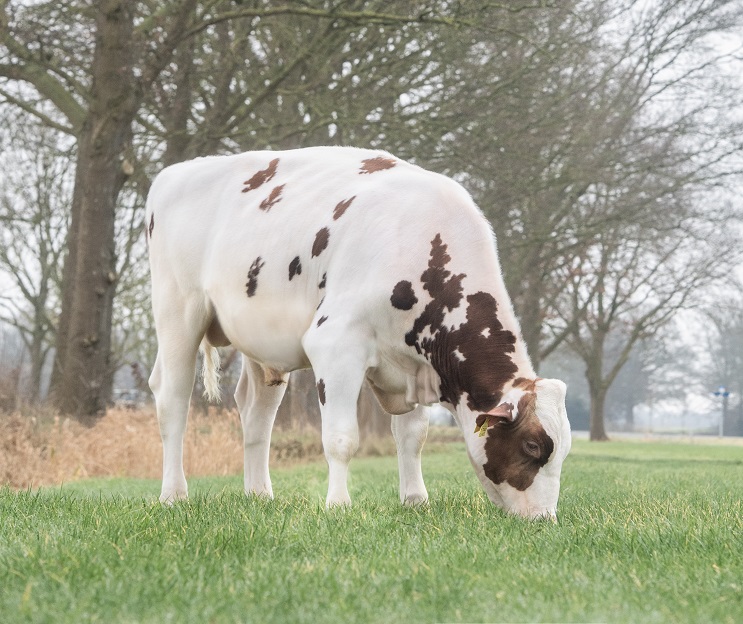 Red and White Index News! Elevate No. 1 in the Netherlands, proven sires confirm qualities!